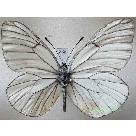 Aporia crataegi (Linnaeus, 1758) male Poland83e